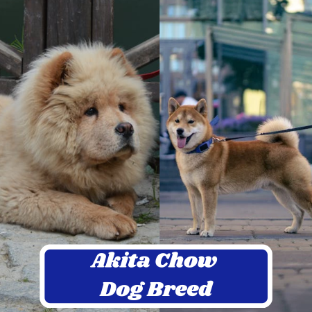 Akita Chow Dog Breed: Information, Appearance, and Characteristics