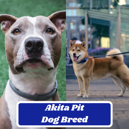 Akita Pit Dog Breed: Information, Appearance, and Characteristics