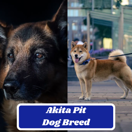 Akita Shepherd Dog Breed: Information, Appearance, and Characteristics