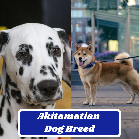 Akitamatian Dog Breed: Information, Appearance, and Characteristics