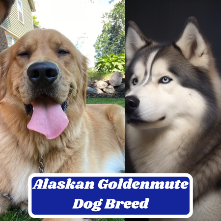 Alaskan Husky Shepherd Dog Breed: Characteristics, Information & Facts