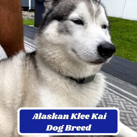 Alaskan Klee Kai 