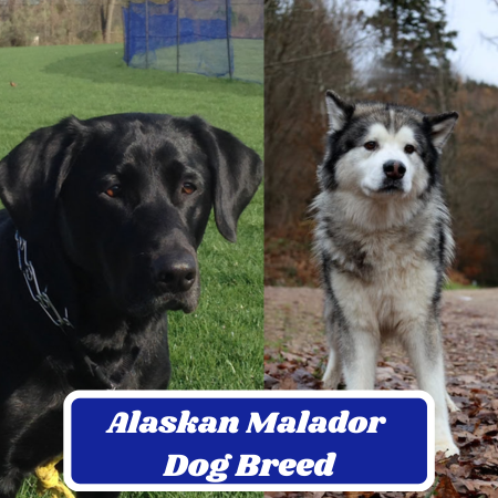 Alaskan Malador Dog Breed: Characteristics, Information & Facts