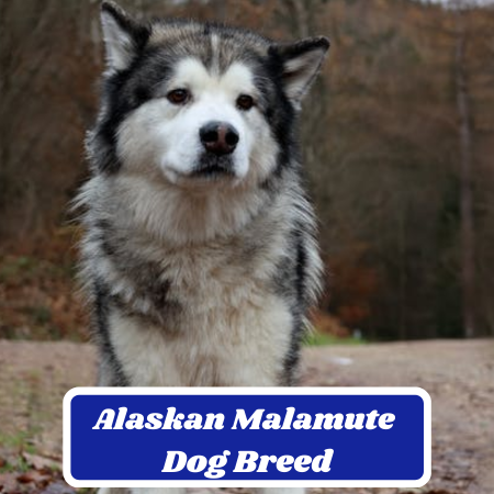 Alaskan Malamute Dog Breed: Characteristics, Information & Facts