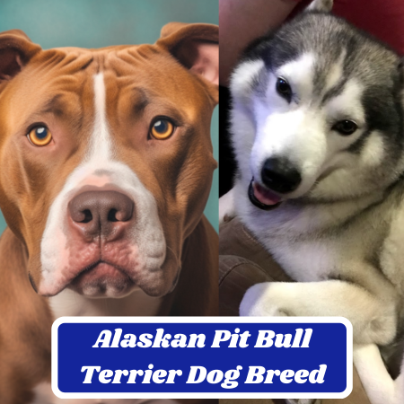 Alaskan Pit Bull Terrier Dog Breed: Characteristics, Information & Facts