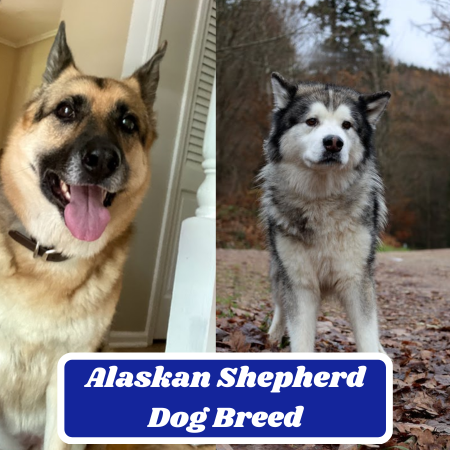 Alaskan Shepherd Dog Breed: Characteristics, Information & Facts