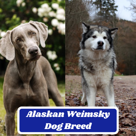Alaskan Weimsky Dog Breed: Characteristics, Information & Facts