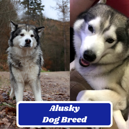 Alusky Dog Breed: Information, Appearance, and Characteristics