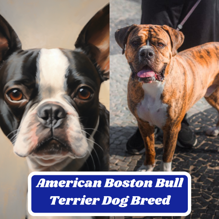 American Boston Bull Terrier Dog Breed: Characteristics, Information & Facts