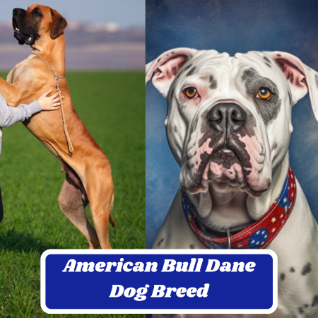 American Bull Dane Dog Breed: Characteristics, Information & Facts