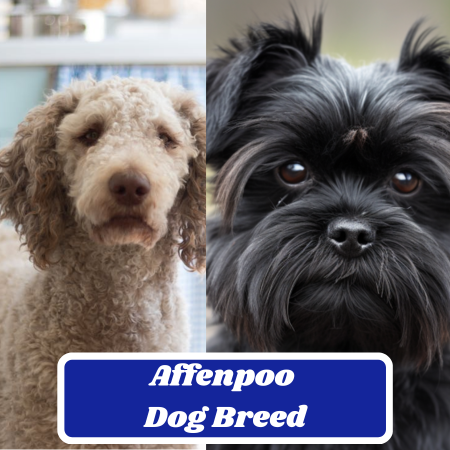 Affenpoo Dog Breed: The Playful and Lovable Breed You Need to Know About