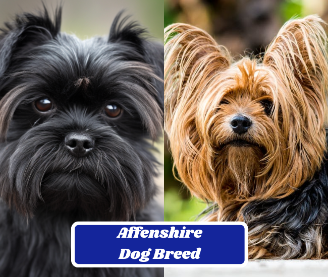 Affenshire Dog Breed: The Affenpinscher & Yorkshire Terrier