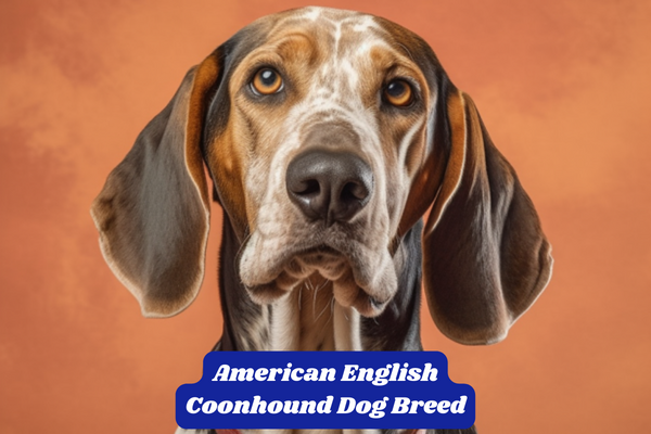 American English Coonhound Dog Breed: Characteristics, Information & Facts