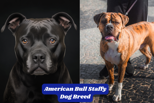 American Bull Staffy Dog Breed: Characteristics, Information & Facts