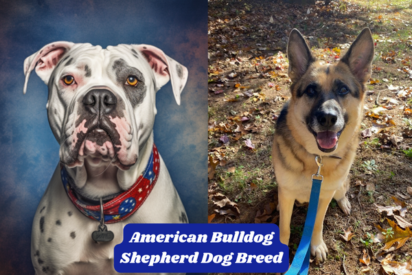American Bulldog Shepherd Dog Breed: Characteristics, Information & Facts