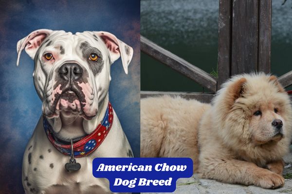 American Chow Bulldog Dog Breed: Characteristics, Information & Facts