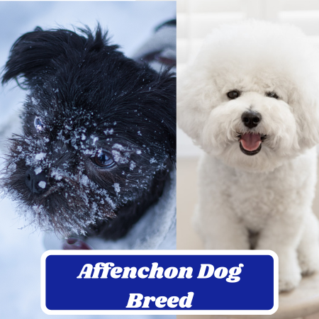 Affenchon: The Unique and Adorable Dog Breed With A Twist