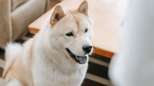 Akita Dog Breed: Information, Appearance, and Characteristics